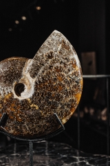 Аммонит Cleoniceras sp.