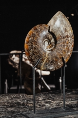 Аммонит Cleoniceras sp.