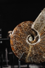 Аммонит Cleoniceras sp.