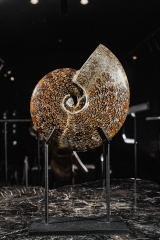Аммонит Cleoniceras sp.