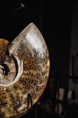 Аммонит Cleoniceras sp.