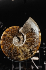 Аммонит Cleoniceras sp.