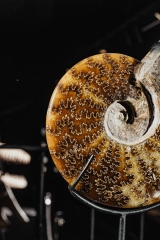 Аммонит Cleoniceras sp.