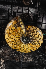 Аммонит Craspedodiscus discofalcatus 