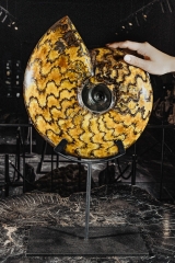 Аммонит Craspedodiscus discofalcatus 
