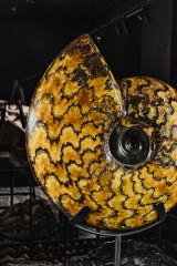Аммонит Craspedodiscus discofalcatus 