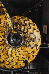 Аммонит Craspedodiscus discofalcatus 