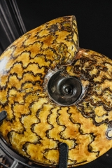 Аммонит Craspedodiscus discofalcatus 