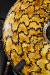 Аммонит Craspedodiscus discofalcatus 