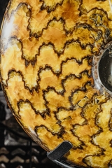 Аммонит Craspedodiscus discofalcatus 