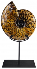 Аммонит Craspedodiscus discofalcatus 