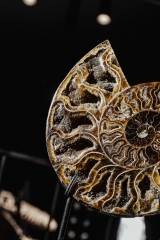 Аммонит Cleoniceras sp.