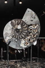 Аммонит Cleoniceras sp.