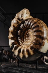 Аммонит Kranaosphinctes sp.