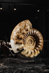 Аммонит Kranaosphinctes sp.