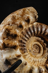 Аммонит Kranaosphinctes sp.