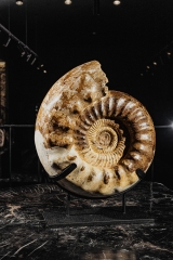 Аммонит Kranaosphinctes sp.