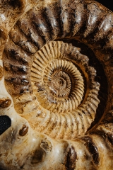Аммонит Kranaosphinctes sp.