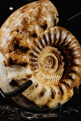 Аммонит Kranaosphinctes sp.