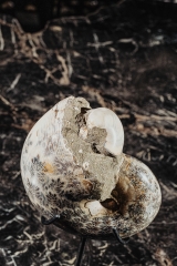 Аммонит Phylloceras sp.