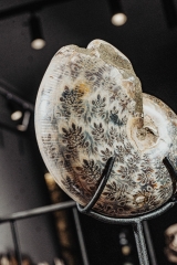 Аммонит Phylloceras sp.