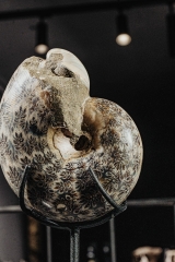 Аммонит Phylloceras sp.