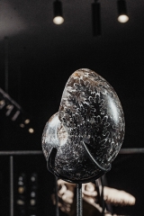 Аммонит Phylloceras sp.