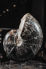 Аммонит Phylloceras sp.