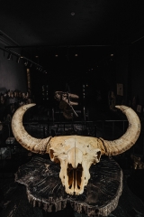 Череп степного бизона Bison priscus