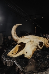 Череп степного бизона Bison priscus