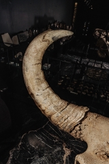 Череп степного бизона Bison priscus