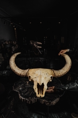Череп степного бизона Bison priscus