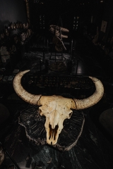 Череп степного бизона Bison priscus