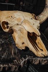 Череп степного бизона Bison priscus