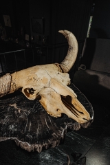 Череп степного бизона Bison priscus