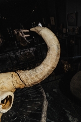 Череп степного бизона Bison priscus