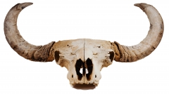 Череп степного бизона Bison priscus