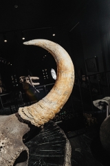 Череп степного бизона Bison priscus