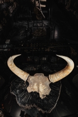 Череп степного бизона Bison priscus