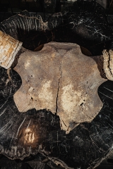 Череп степного бизона Bison priscus