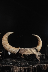 Череп степного бизона Bison priscus