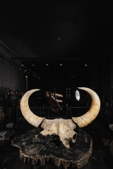 Череп степного бизона Bison priscus