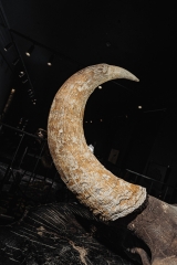 Череп степного бизона Bison priscus