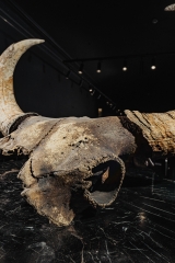 Череп степного бизона Bison priscus