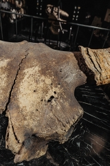 Череп степного бизона Bison priscus