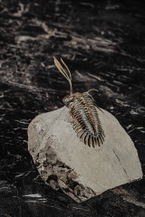 Трилобит Walliserops trifurcatus