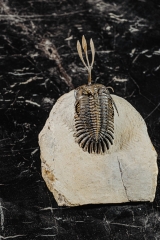 Трилобит Walliserops trifurcatus