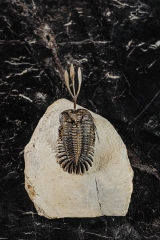 Трилобит Walliserops trifurcatus