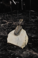 Трилобит Walliserops trifurcatus
