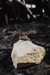 Трилобит Walliserops trifurcatus